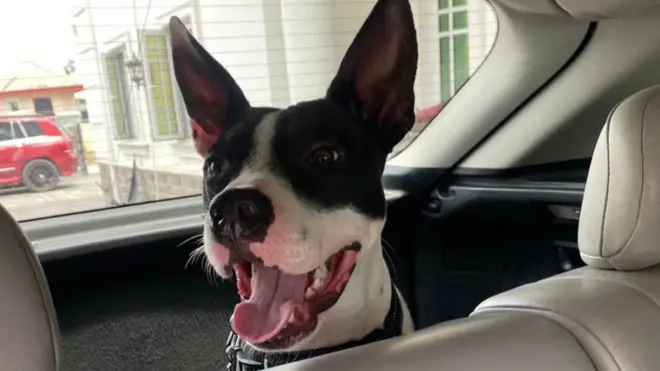 “Dem shoot am for neck three times” - Nigerian lady want justice for her dog 