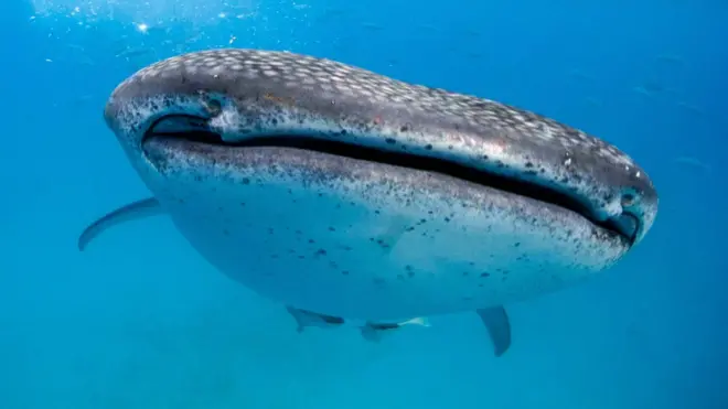 конкурс юных нудистов'