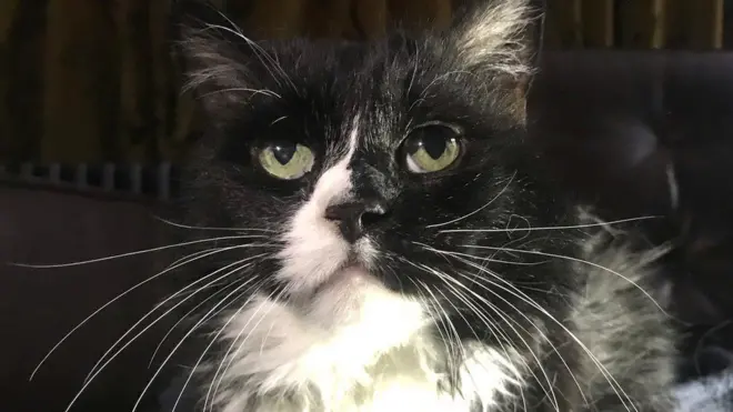 Koronaavaayirasiin namarraa adurreetti darbuu danda'a