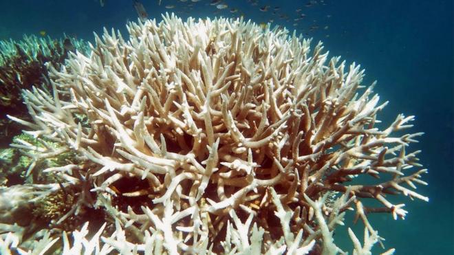 澳大利亚东北部大堡礁近年面临的珊瑚白化危机史无前例