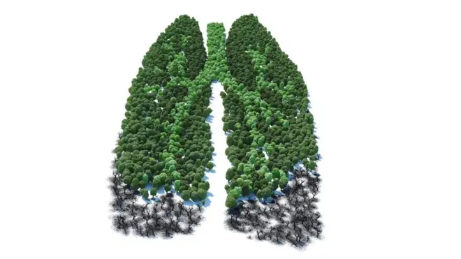 Tampoco es correcto decir que la selva amazónica es el pulmón invertido del mundo.