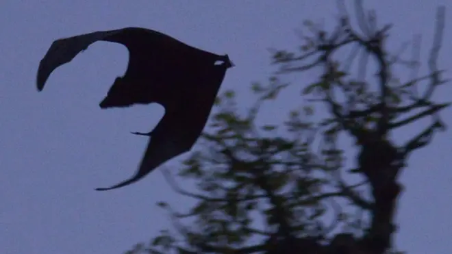 Летучая лисица