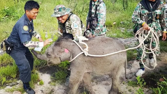 น้องชบาแก้ว