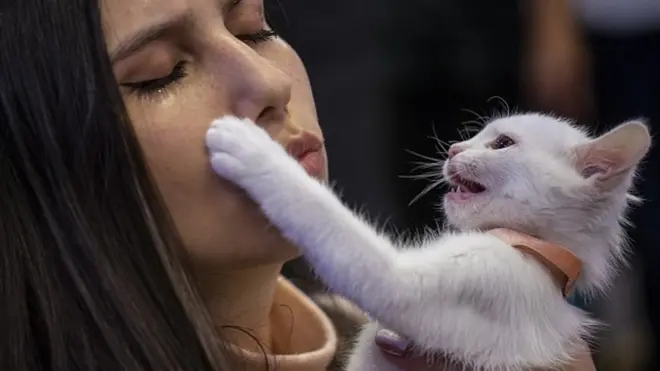 ډاکټران وايي، که کوم حیوان وچیچلئ یا یې خوله درباندې ولګوله، باید ټپ او هغه برخه چې له حیوان سره لګېدلې ده، ډېره په صابون او اوبو ومینځئ