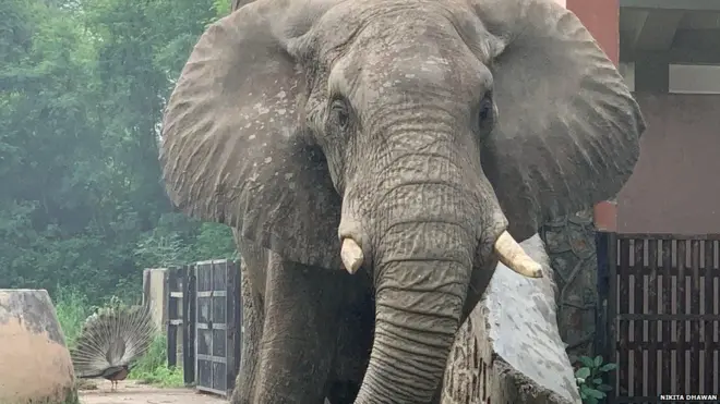 शंकर को दिल्ली के चिड़ियाघर में रखा गया था.