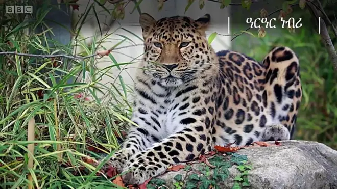 እንስሳት ዘገዳም