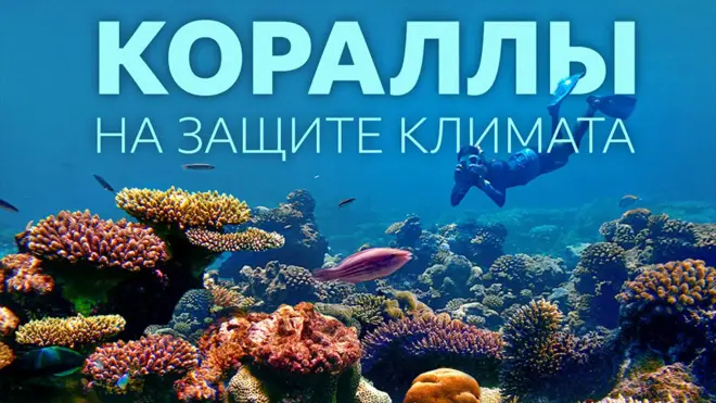 Океанический подводный пейзаж: кораллы, рыбы, аквалангист.