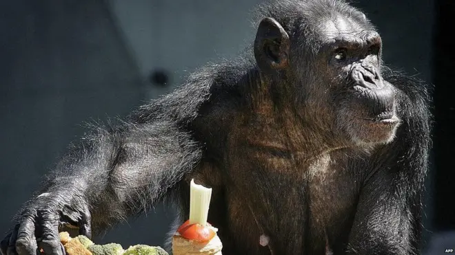 Некоторым шимпанзе посчастливилось пожить после их участия в лабораторных испытаниях