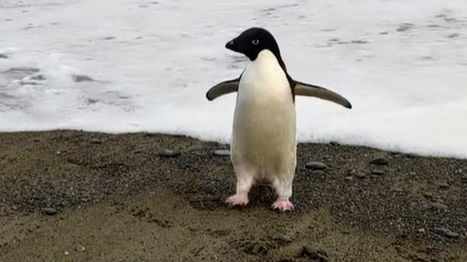 Adelie penguin flaps its wings while running around on beach in Birdlings Flat, New Zealand