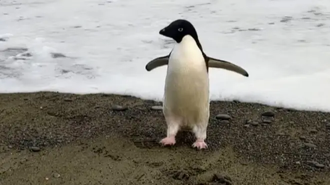 Adelie penguin Pingu was found looking lost and tired by local Birdlings Flat residents