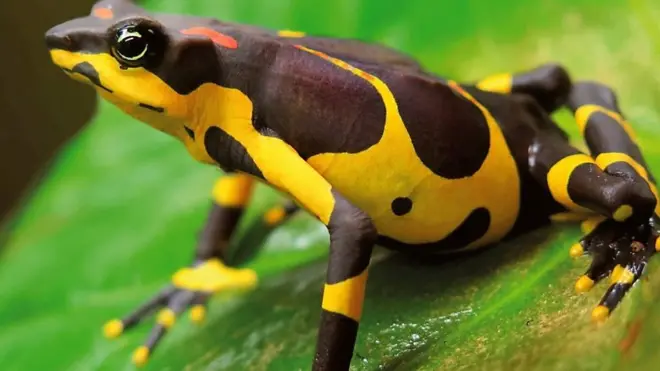 กบฮาร์เลควิน