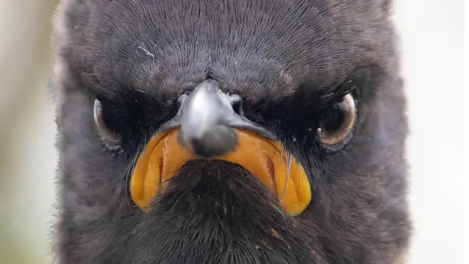 화난 얼굴의 찌르레기