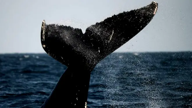 Горбатый кит