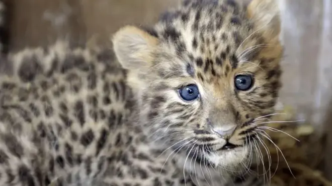 Amur Leoparı türü büyük tehdit altındaki memelilerden biri