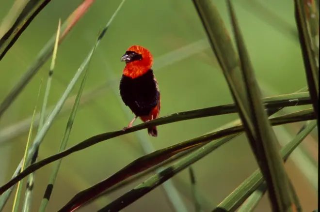 Parike y'igihugu ya Nyungwe ibarurwamo amoko 345 y'inyoni