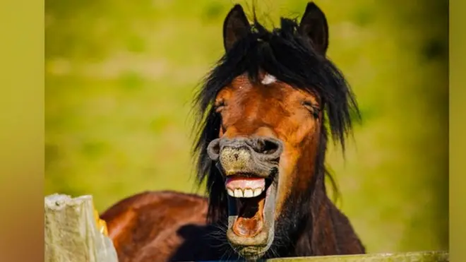 Daniel Szumilas photographed the 'laughing' horse in the United Kingdom
