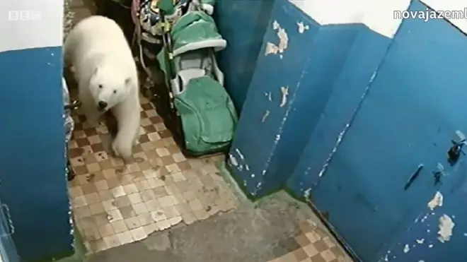 Білий ведмідь завітав до багатоквартирного будинку на Новій Землі
