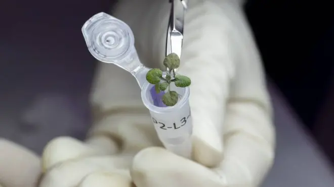 చంద్రుడి మట్టిలో మొక్కలు