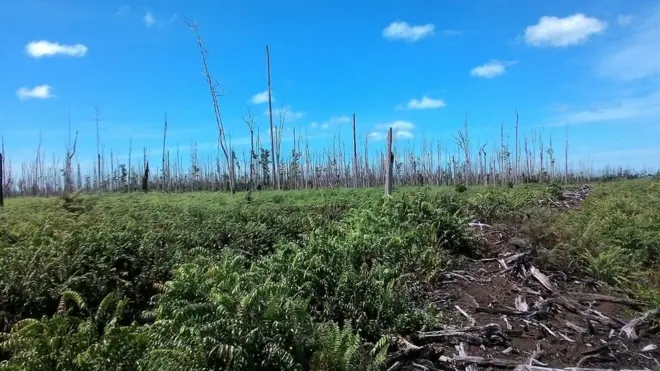 Kawasan Ekosistem Leuser yang dirusak untuk perkebunan