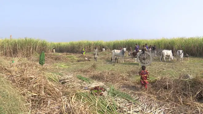 گنے کی کٹائی اس سارے سفر میں ایک منزل ہے جس میں کئی مزید منزلیں طے کرنے کے بعد ہی کشتکار کو اس کا معاوضہ ملتا ہے۔