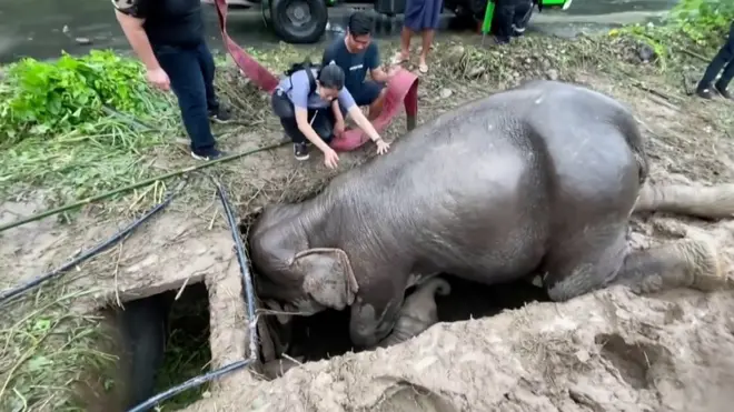 Elephant rescue thumb