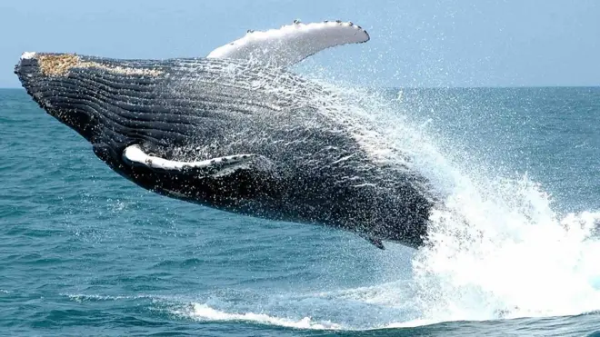 Грбави китови се враћају на обалу Бразила