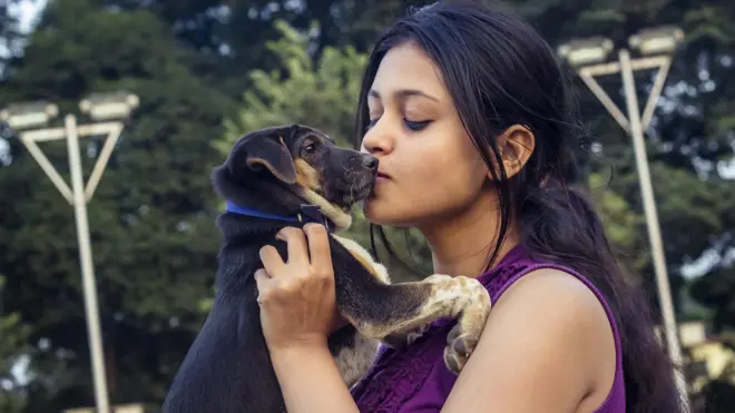 కుక్కలు