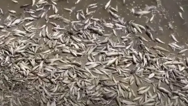 Пляжі в Маріуполі вкрила мертва риба - чому це сталося?