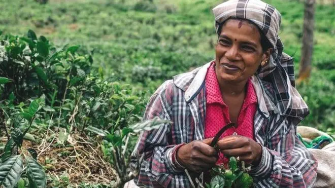 श्री लंका, चाय बगीचे, श्री लंका की चाय