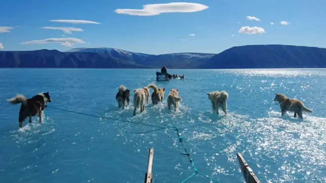 Pada 2019, ilmuwan Steffen Olsen mengabadikan foto kawanan anjing husky yang tampak berjalan di atas air. Foto tersebut langsung viral karena mengungkap kenyataan bahwa lautan es Greenland telah mencair.