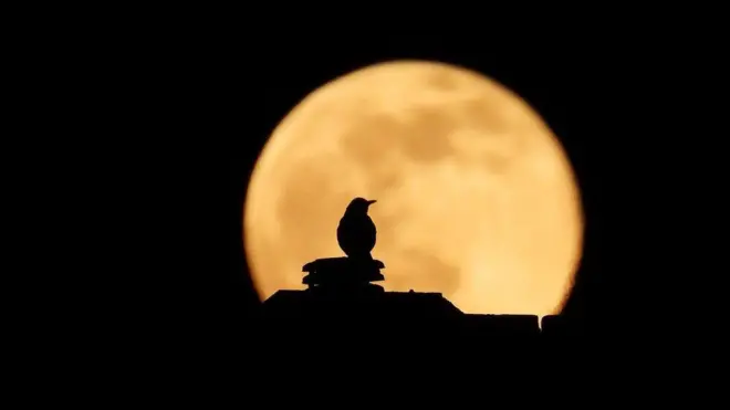 Addeecha guutuu simbira waliin 