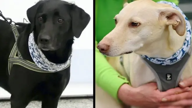 الكلاب تكتشف فيروس كورونا