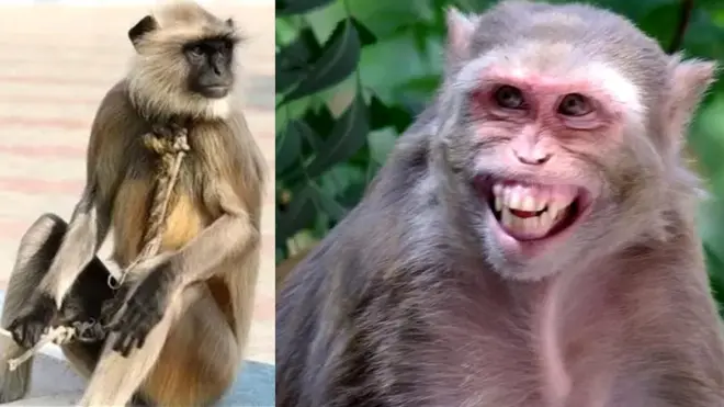 కొండముచ్చు, కోతి