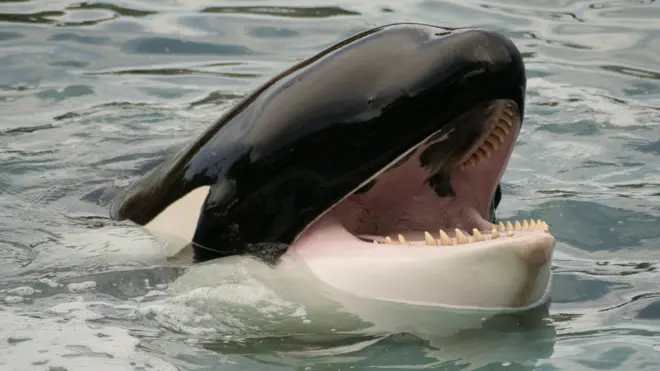 Косатка - единственный настоящий хищник среди китообразных.