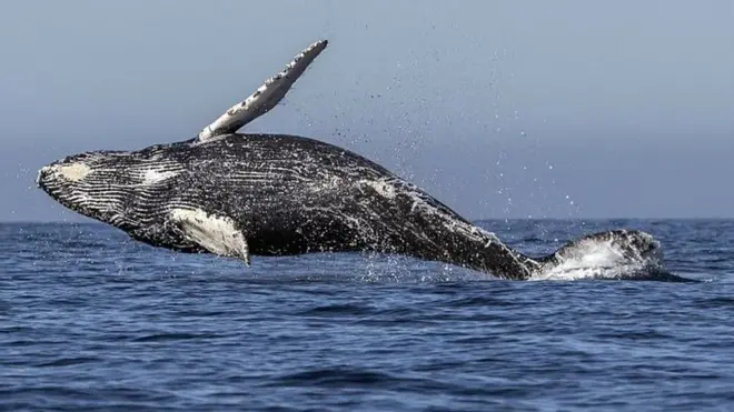 Whale wey dey inside ocean