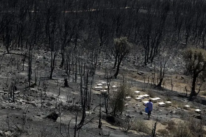 Un homme inspecte des ruches au cœur d'une forêt touchée par un incendie près de Derdara, dans la région de Chefchaouen, au nord-ouest du Maroc, le 14 août 2025. 