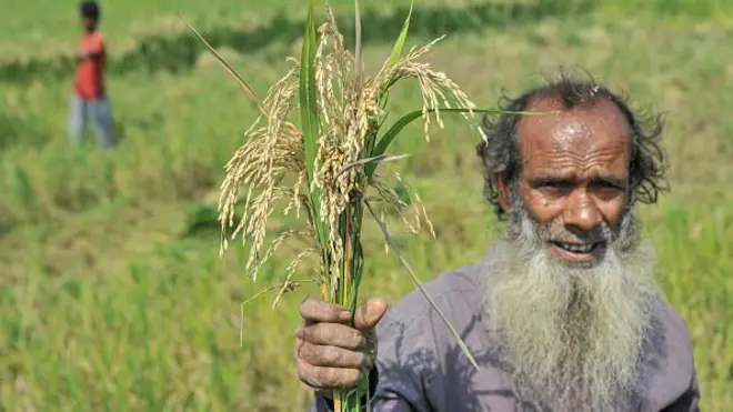 চিটা ধান হাতে কৃষক