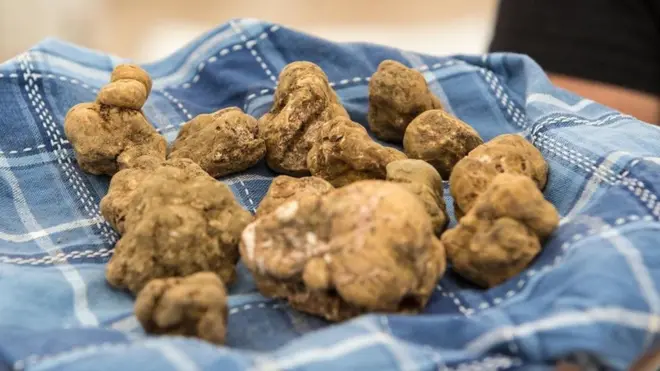 Sejumlah jamur truffle putih yang dijual dengan label 'asal Italia' ternyata dipanen di Kroasia.