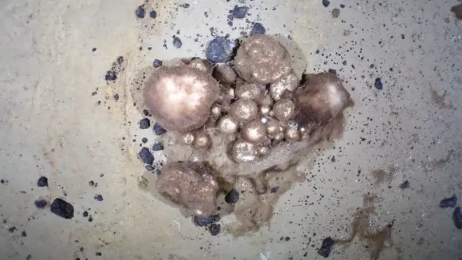 సముద్రం అడుగున, అంతరించిన అగ్నిపర్వతాలపైన స్పాంజీలు కనిపిస్తాయి.