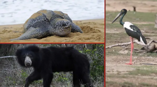 ලෝක වනජීවී දිනය 