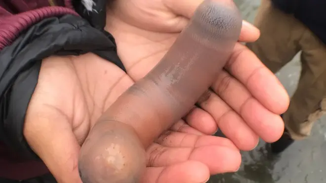 A beachgoer holds a fat innkeeper worm in California