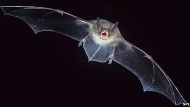 bat