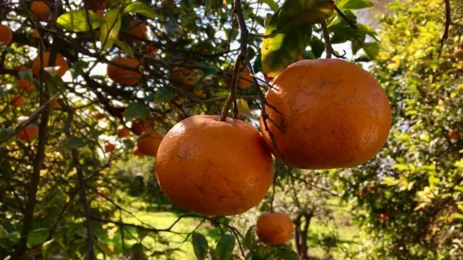 پاکستان میں مختلف قسم کے ترش پھل کاشت ہوتے ہیں مگر اس میں سب سے بڑا حصہ کینو کا ہی ہے