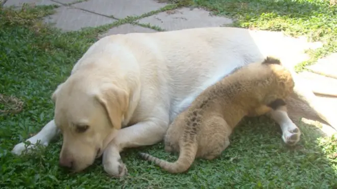 Dog breastfeed an abandoned lion cub in Sri Lanka