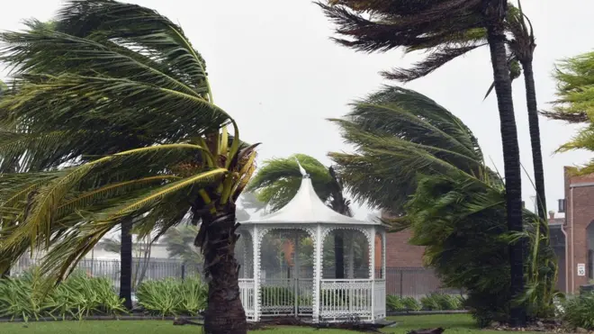 Большие деревья похожи на соломинки
