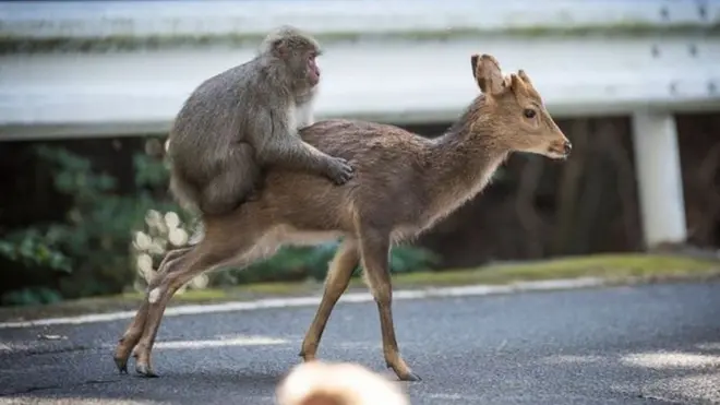 Tumbili apatikana akifanya mapenzi na paa