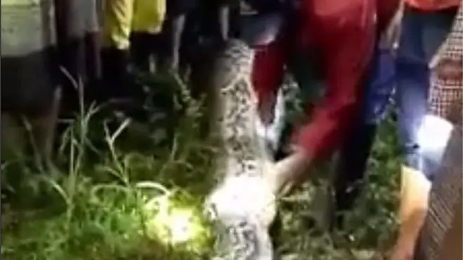 The snake was found near the father of two's palm grove