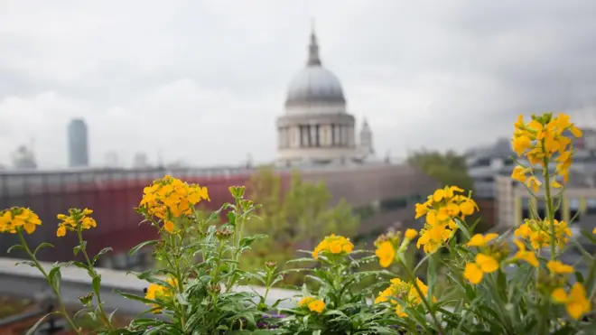 Vista do jardim do Eversheds