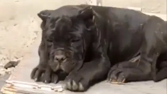 ቻይናዊው ውሻ ከአጨቃጫቂ ስሙ ጋር