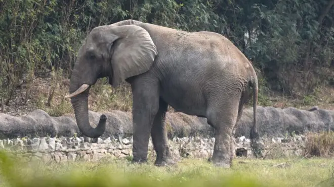 आफ्रिकन हत्ती शंकर 